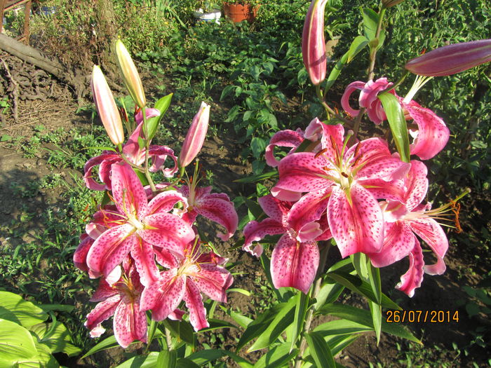 Crin Stargazer (6) - b-Vara