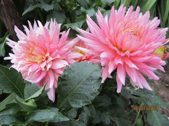 Dahlia Garden Princess (3) - b-Vara