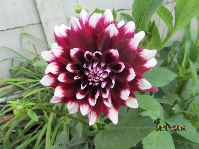 Dahlia variabilis (2)