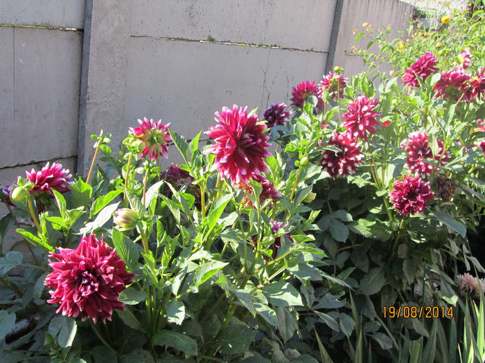 Dahlia variabilis (8)