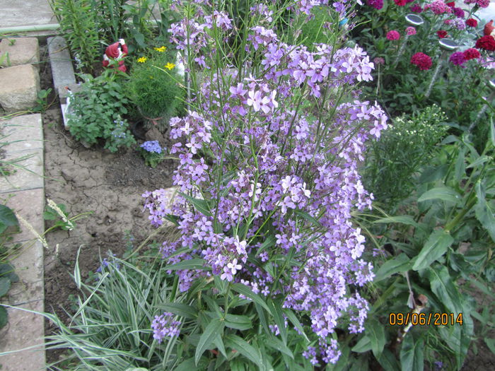 Hesperis matronalis