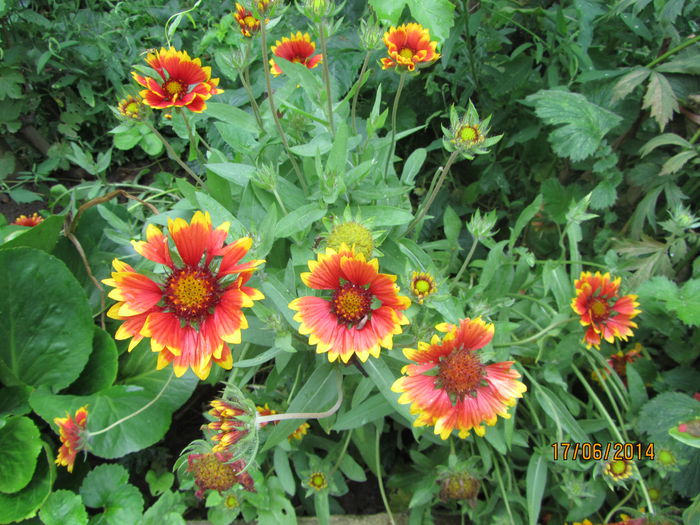 Gaillardia-Fluturasi (2) - b-Vara
