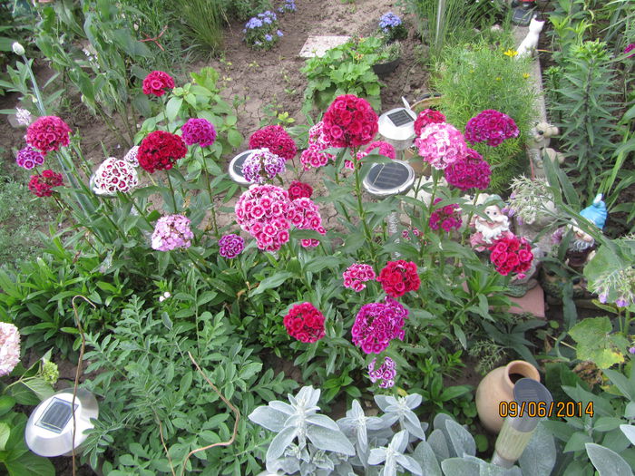 Garofite turcesti (5)