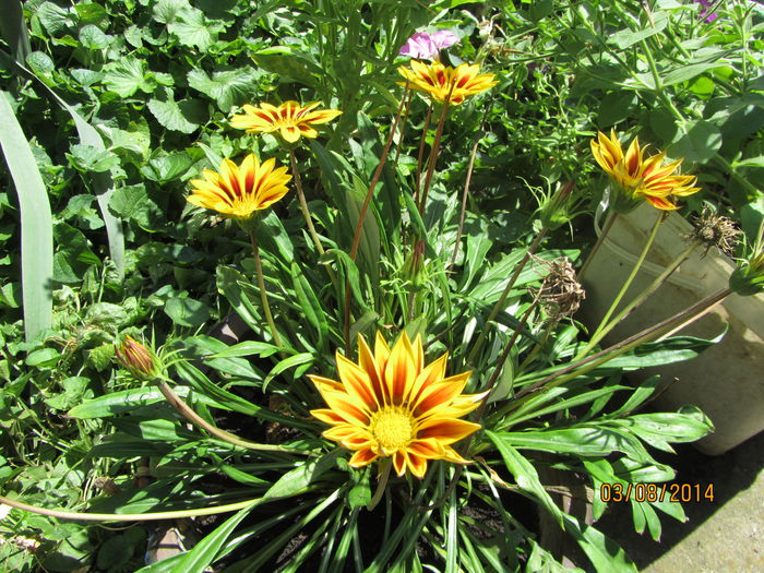 Gazania (2)