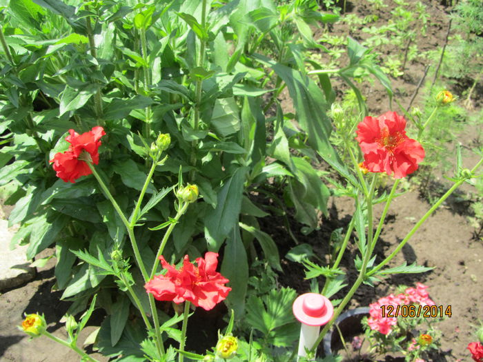 Geum coccineum chiloense