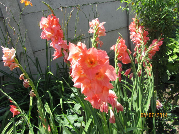 Gladiole (7)