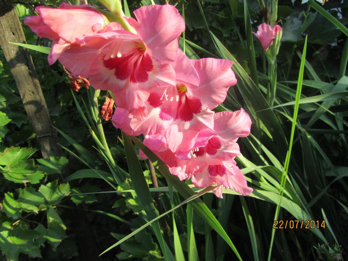 Gladiole (11)