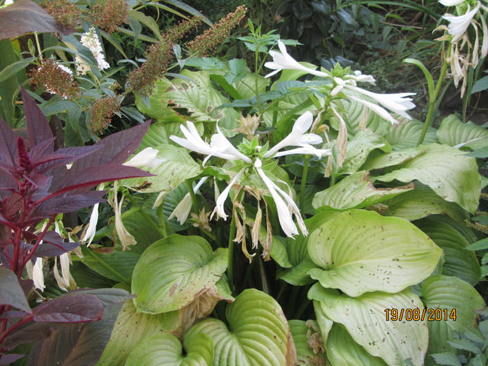 Hosta (3)