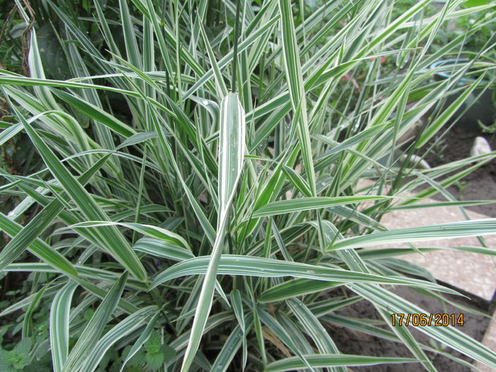 Iarba decorativa-phalaris arundinacea picta (2)