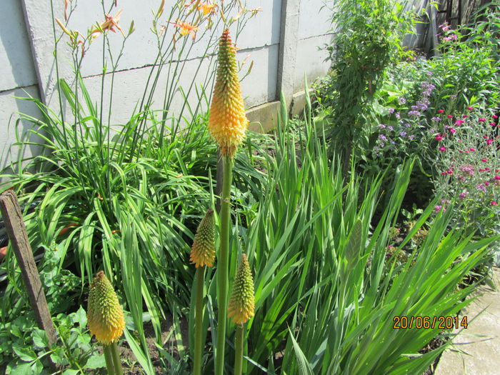 Kniphofia (5)