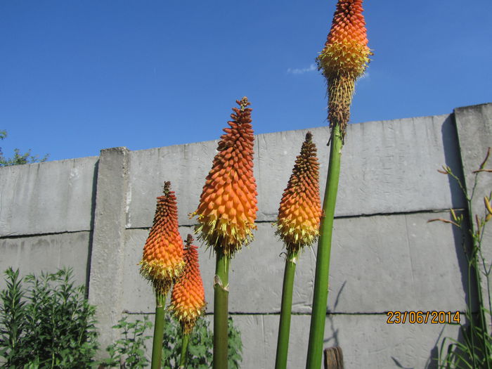 Kniphofia (16)