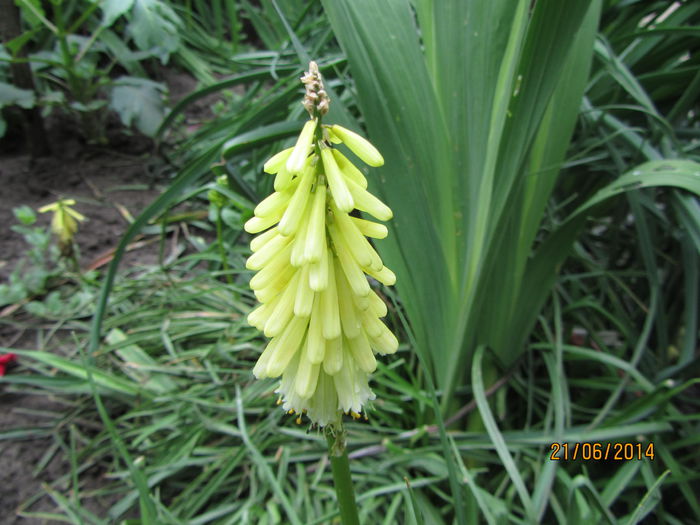 Kniphofia galbena