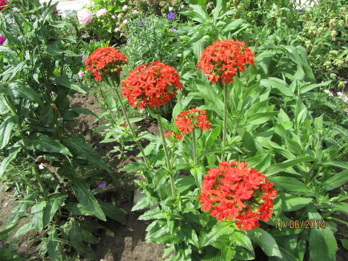 Lychnis calcedonica (12)