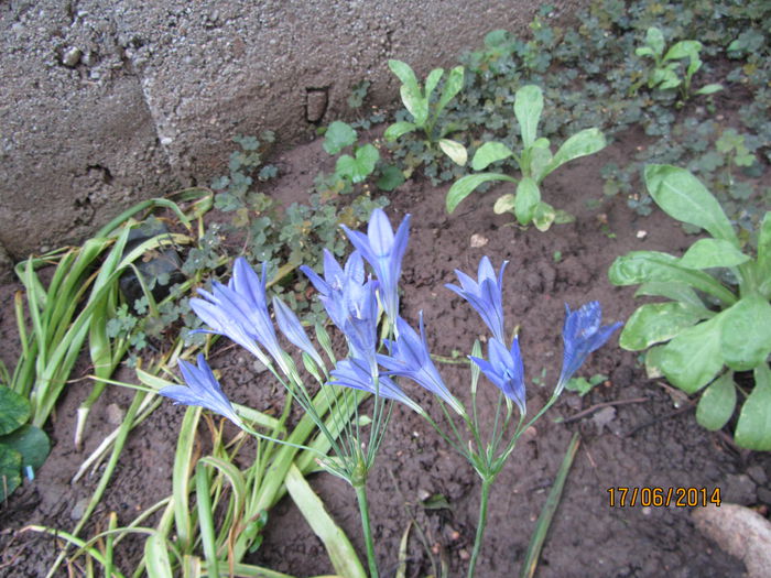 Triteleia (2)