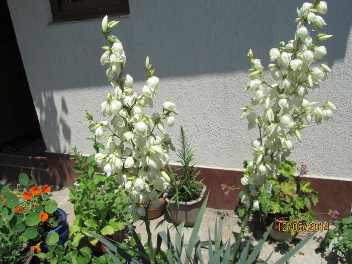 Yucca 1 - b-Vara