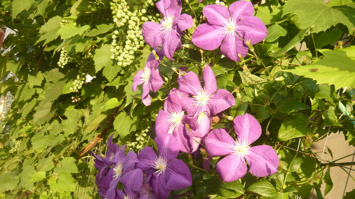 110 - clematite infloriri