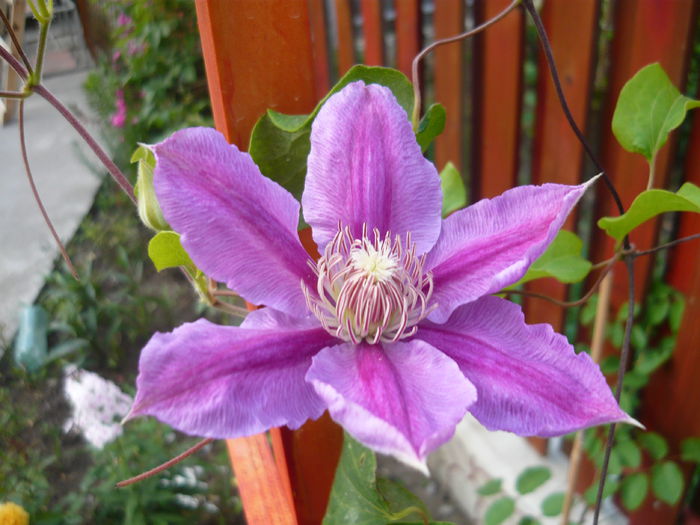 023 - clematite infloriri