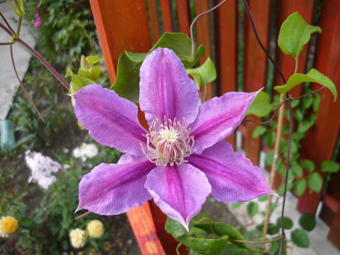 024 - clematite infloriri