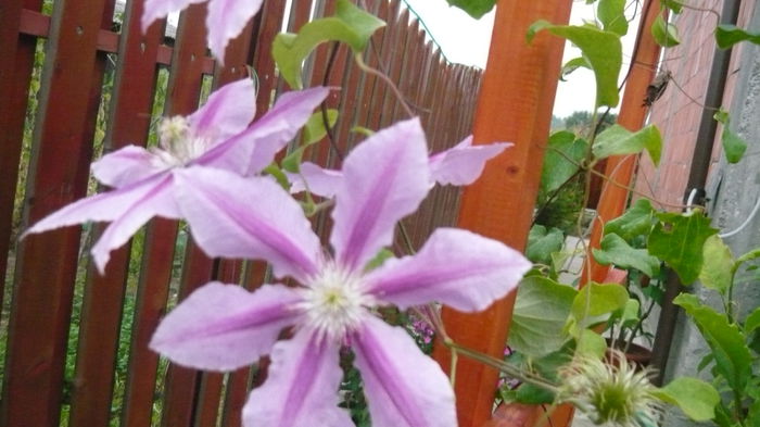 006 - clematite infloriri