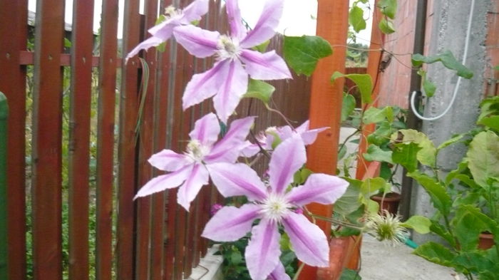 007 - clematite infloriri