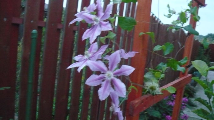 024 - clematite infloriri