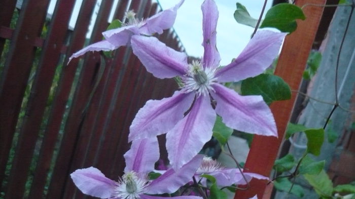 025 - clematite infloriri