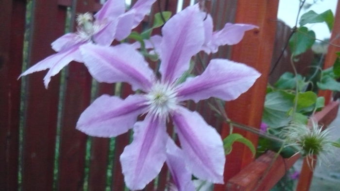 026 - clematite infloriri