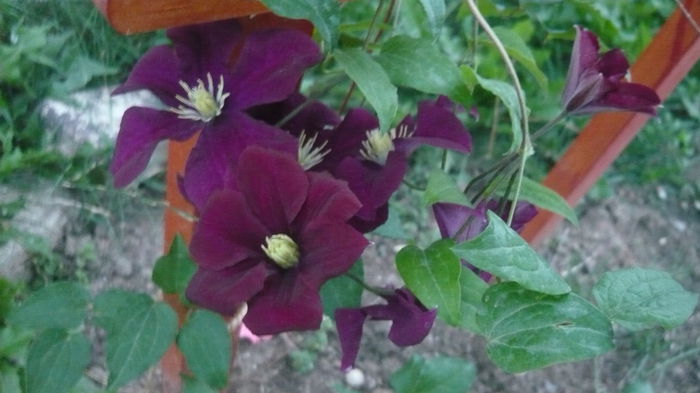 027 - clematite infloriri