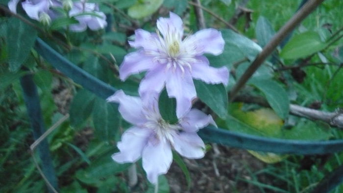 029 - clematite infloriri