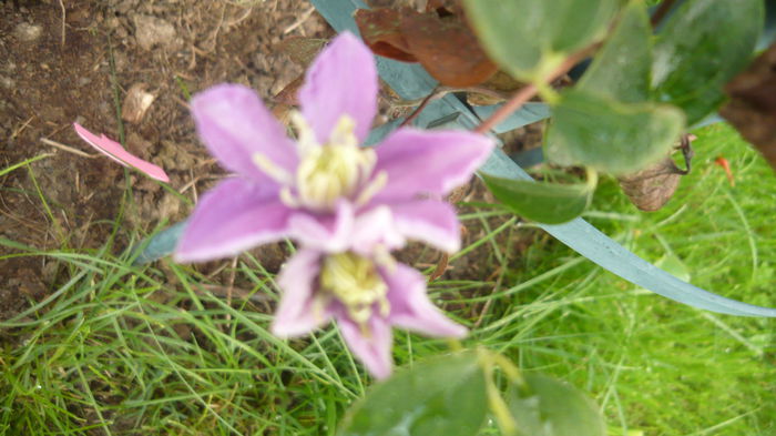 126 - clematite infloriri