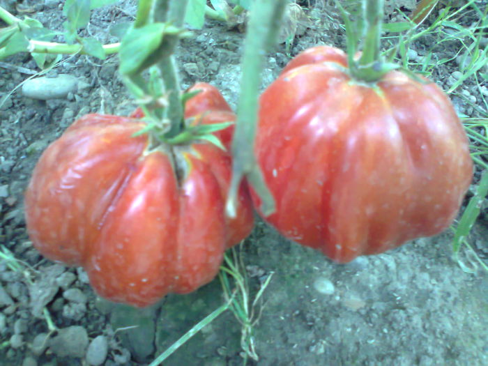 RED TRUFLE-2296; RED TRUFLE

