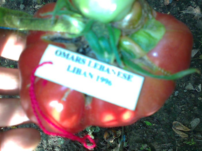 OMAR"S LEBANESE-2314; OMAR&quot;S LEBANESE
