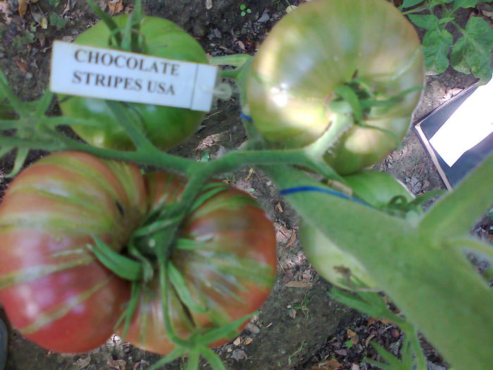 CHOCOLATE STRIPES-2315; CHOCOLATE STRIPES
