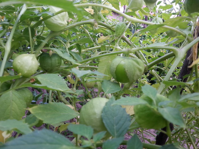 tomatillo