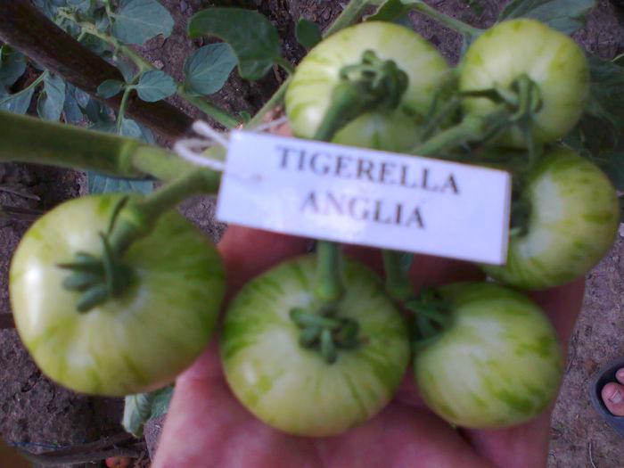 TIGERELLA-2318; TIGERELLA
