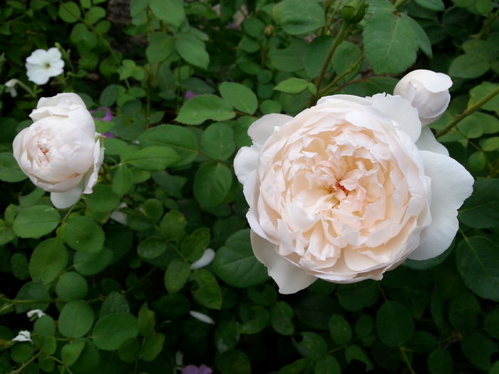 al treilea val de flori