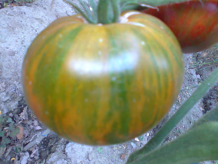 CHOCOLATE STRIPES-2365 - TOMATE FOTO ALBUM 2