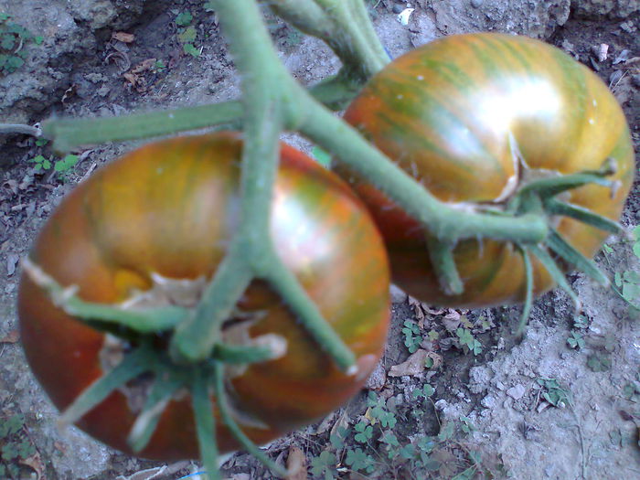 CHOCOLATE STRIPES-2370 - TOMATE FOTO ALBUM 2