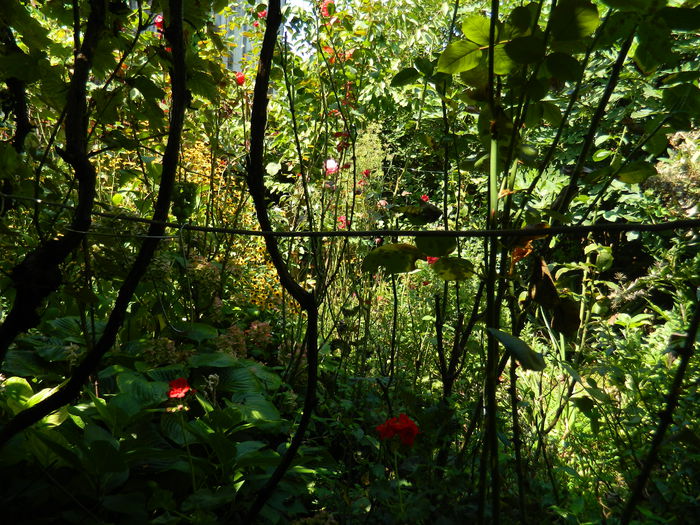 DSCN8063 - SEPTEMBRIE_2014