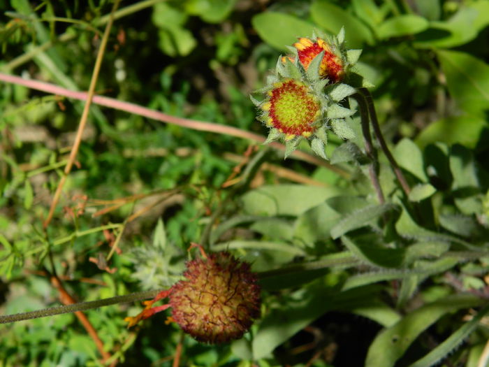 DSCN8068 - SEPTEMBRIE_2014