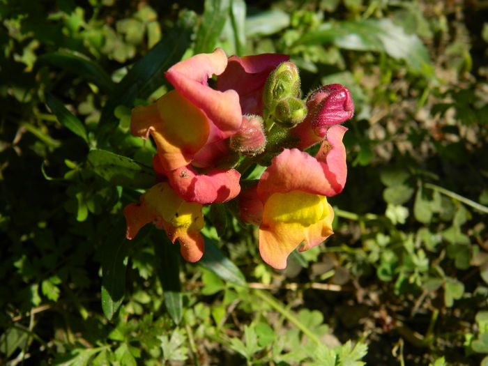 DSCN8075 - SEPTEMBRIE_2014