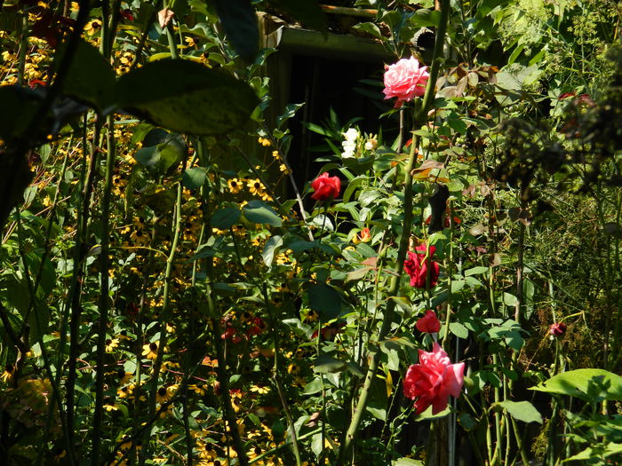 DSCN8078 - SEPTEMBRIE_2014