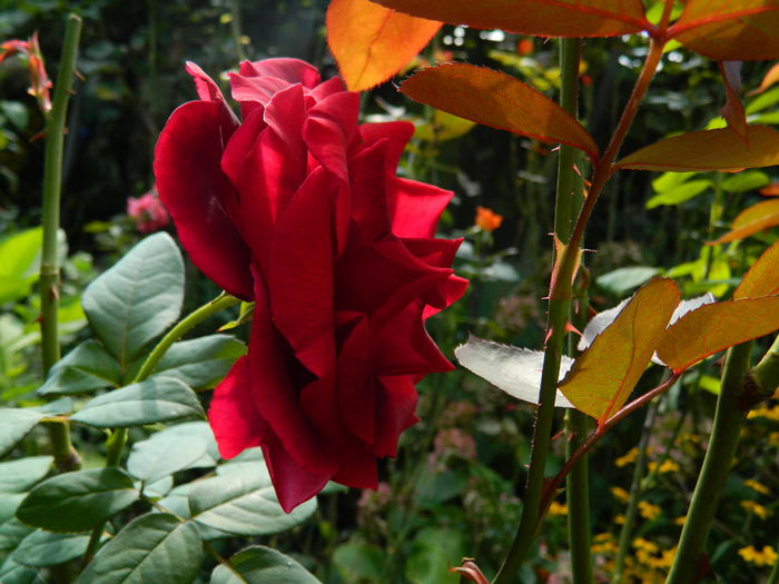 DSCN8093 - SEPTEMBRIE_2014
