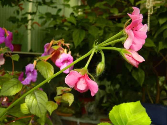 DSCN8111 - SEPTEMBRIE_2014