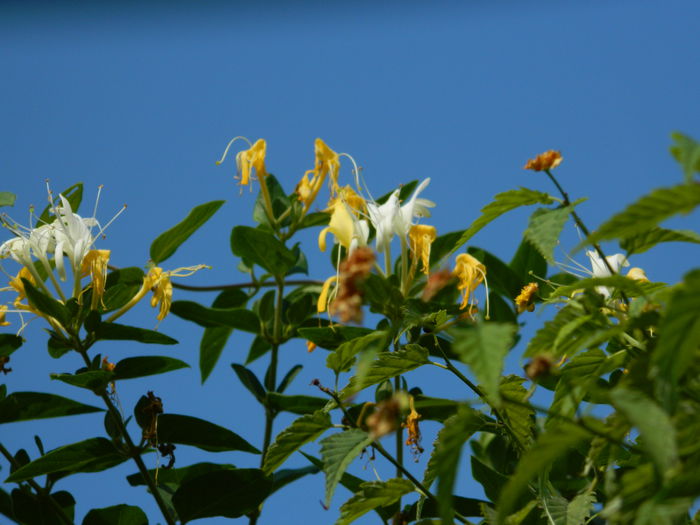 DSCN8116 - SEPTEMBRIE_2014