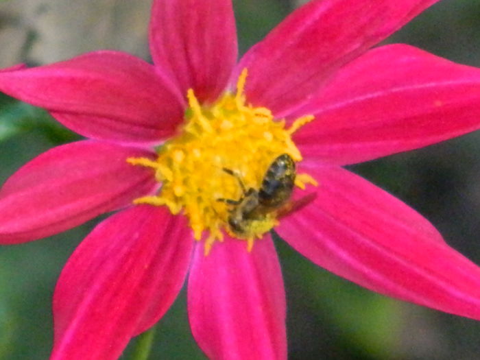 DSCN8134 - SEPTEMBRIE_2014