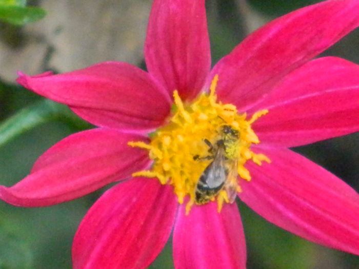 DSCN8136 - SEPTEMBRIE_2014