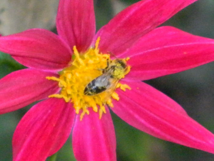 DSCN8138 - SEPTEMBRIE_2014