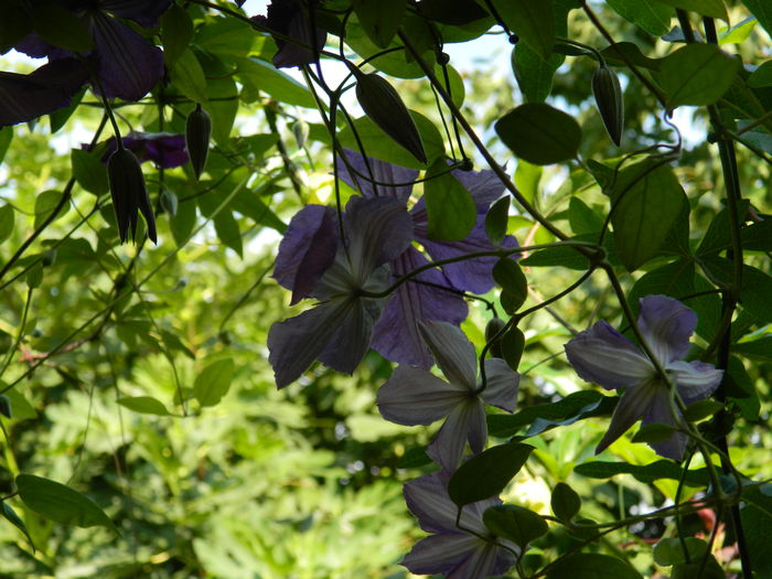 DSCN8145 - SEPTEMBRIE_2014