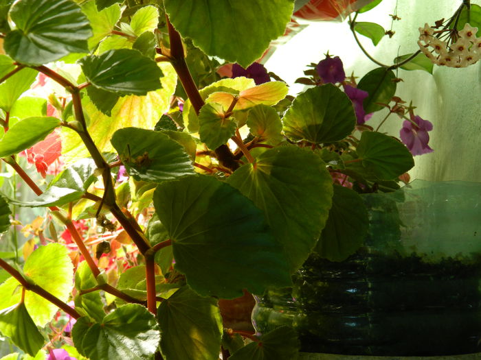 DSCN8149 - SEPTEMBRIE_2014